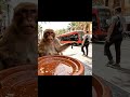 شقشوق ضرب طاجين ولكن خلصوا غالي ههههه شقشوق ضرب طاجين ولكن خلصوا غالي ههههه