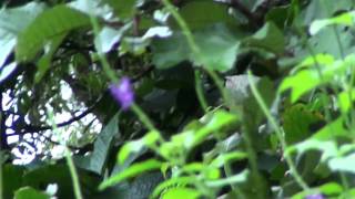 SARAPIQUÍ.COSTA RICA. COLIBRI1