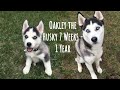 Husky puppy (Oakley) growing up 7 weeks - 1 year