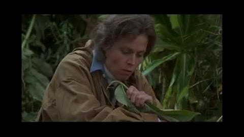 Gorillas in the Mist (1988) – Befriending a gorilla