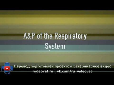 Анатомия и физиология дыхательной системы домашних животных (русские субтитры)