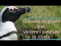 CAPE PENINSULA TOUR e i PINGUINI - CITTÀ DEL CAPO, SUDAFRICA #4