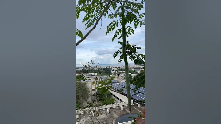 Subhashpalekar‘s method balconygarden #5layer farming #naturalfarming #handmade #explorer #organic