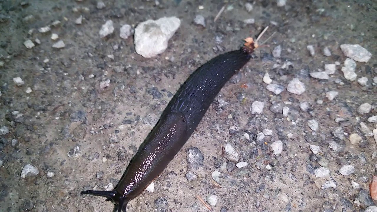 camera iphone 8 plus apk Up Close Black Slimey Ground Slug found on Vancouver Island, BC, Canada