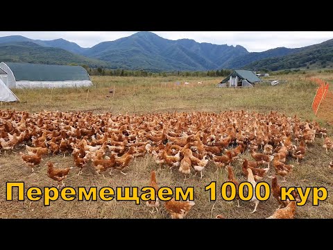 Перемещаем 1000 кур на пастбище - мобильный курятник