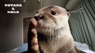 видео: Как мой выдра будит меня картинка: Как мой выдра будит меня