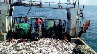 Big fishing catch in the Bay of Bengal, Bangladesh EEZ 1