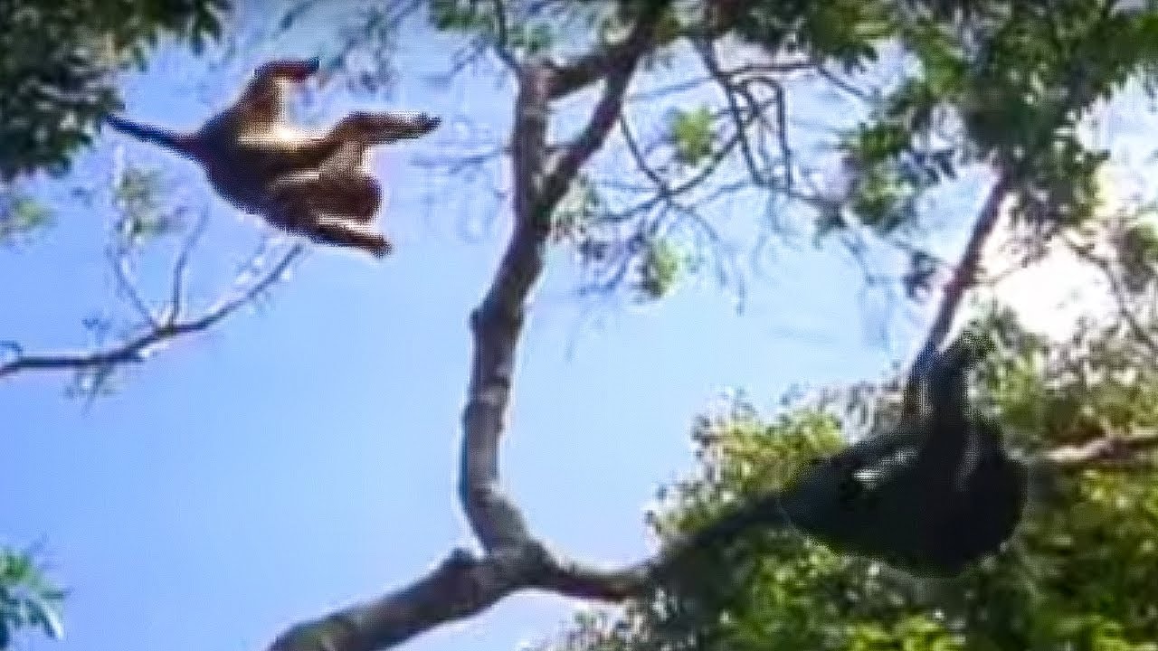 ⁣Ugandan Chimps Hunting | Life of Mammals | BBC Earth