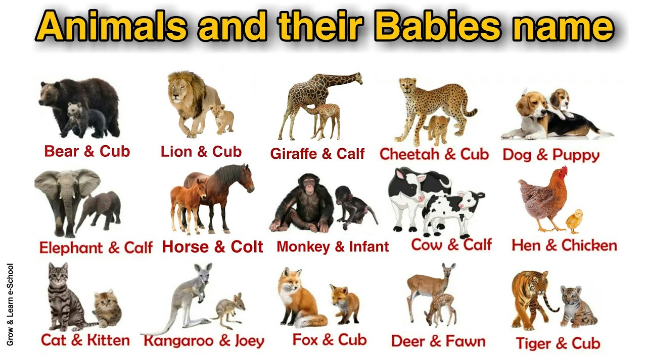 Animals and their Babies - Animals and their Young Ones - Educational video  for kids - Animals name - YouTube