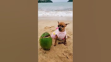Thumbnail of PAGODE PET PÉ NA AREIA NA PRAIA, Diogo Nogueira