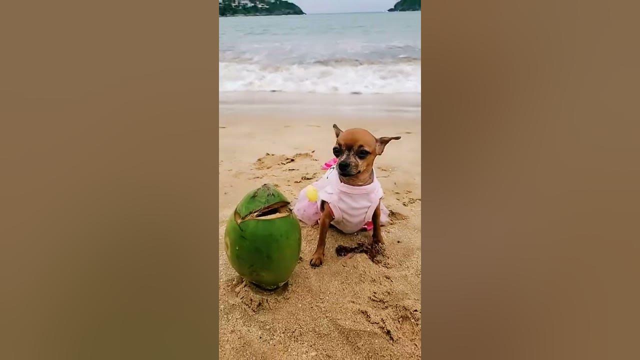 PAGODE PET PÉ NA AREIA NA PRAIA, Diogo Nogueira