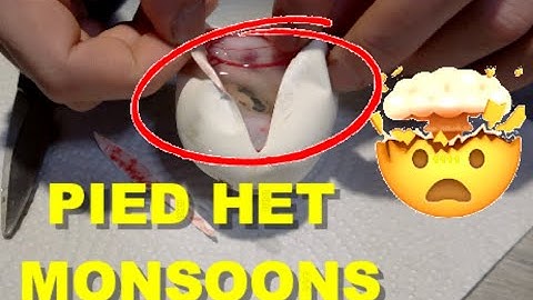 Pied Het Monsoon Ball Python Clutch Cutting