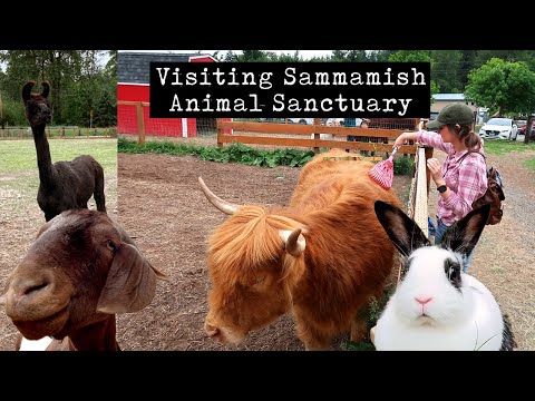 Visiting Sammamish Animal Sanctuary!