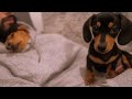 9 Week Old Miniature Dachshund | Settling into new home