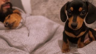 9 Week Old Miniature Dachshund | Settling into new home