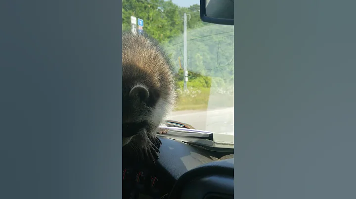 Only in Texas can you find a pet coon on the side ...