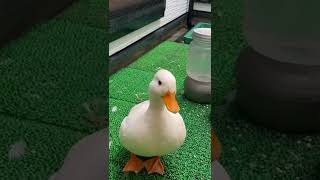 Quacking Moko