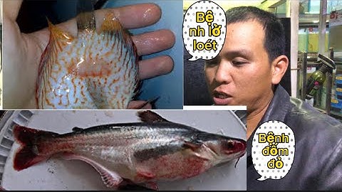 Cách nhận biết cá bị bệnh đốm đỏ & lở loét (Tài Cá VLog)