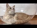クスっと笑えるひのき猫のおもしろ短編動画 part8