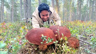 LIBRENG KABUTENG MAMAHALIN SA GUBAT ULIT!!! FORAGING MUSHROOMS! FUNGHI PORCINI! PICKING MUSHROOM!