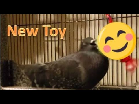 Pigeon loves the New Toys (Marteen the FreeBird playing with Christmas Gifts)
