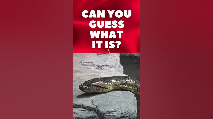 Can You Guess These Wild Animals in 5 Seconds? #quizgame #guesswithmind #wildlife #guesstheanimal