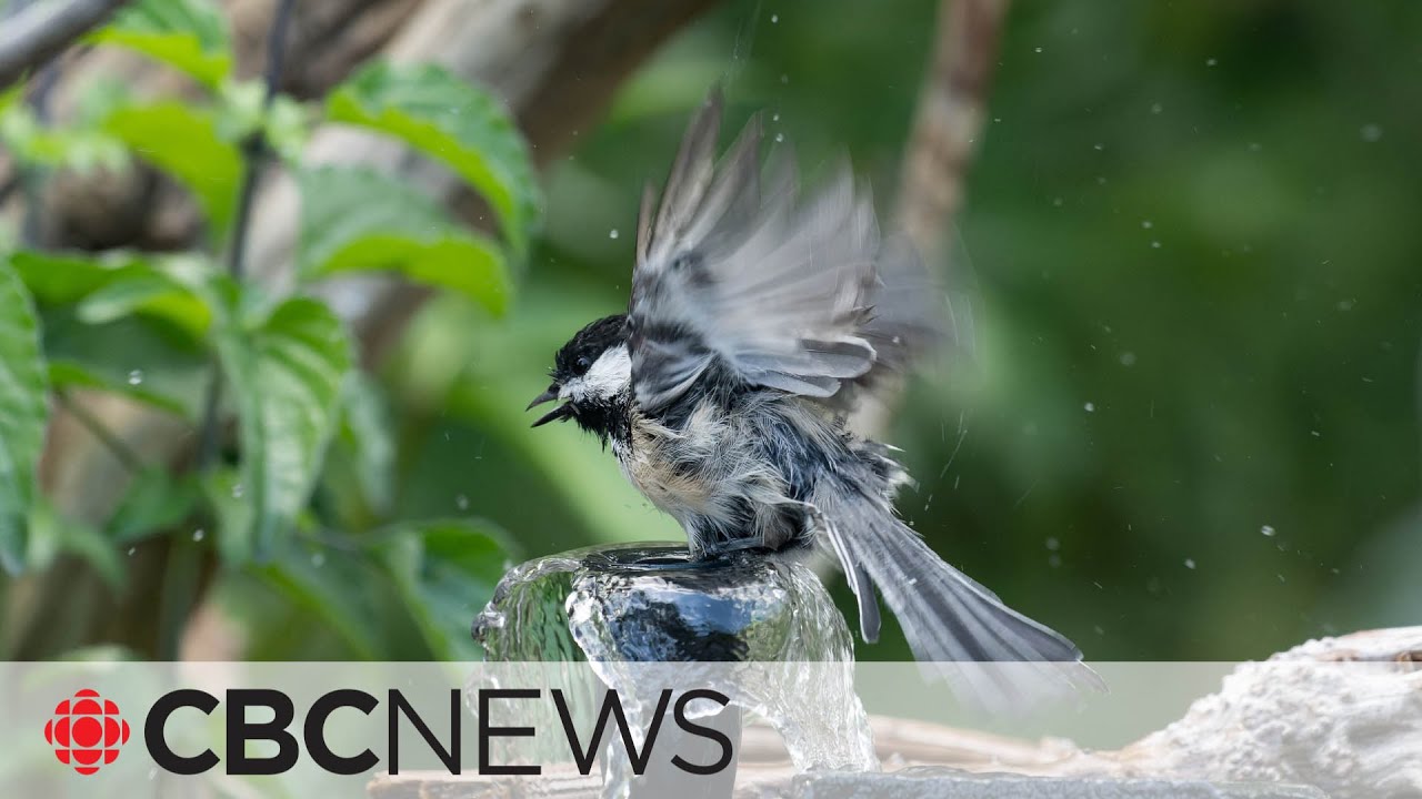 Bushtits flash mob the birdbath