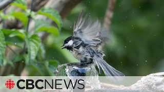 How to pick (or build) the right bird bath for your garden