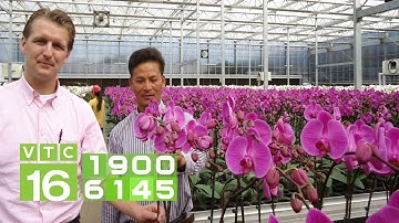 Ứng dụng công nghệ 4.0 với cây trồng "hạng sang" I VTC16