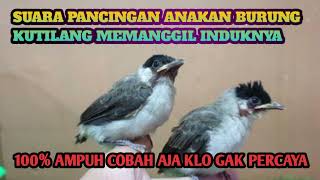 suara anakan burung kutilang memanggil indukan#kutilangribut