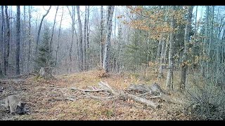 Michigan Cougar caught preying on deer in Upper Peninsula Are Mountain Lions In Michigan