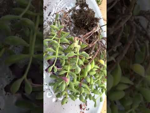 Video: Graptosedum 'California Sunset' – California Sunset Plant Nedir?