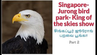Jurong Bird Parks Kings of the Skies show, சிங்கப்பூர் ஜூரோங் பறவை பூங்கா Part 2