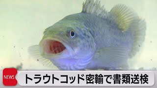 輸入制限の魚を密輸（2021年10月28日）