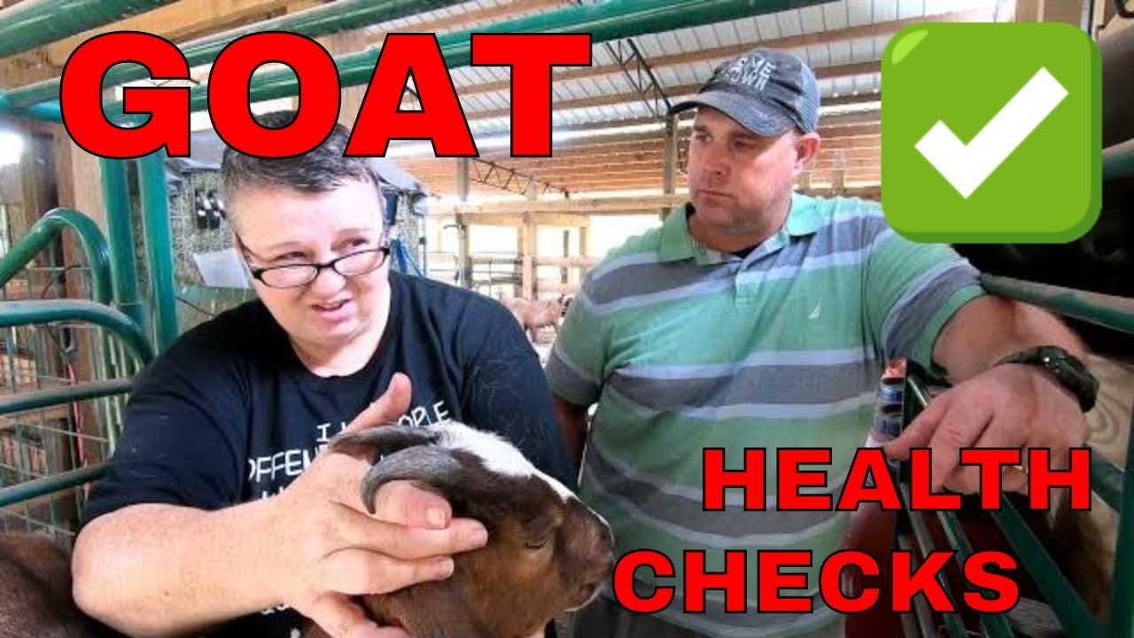 GOAT CHECKS - Putting Dusty Goat Homestead to Work - YouTube