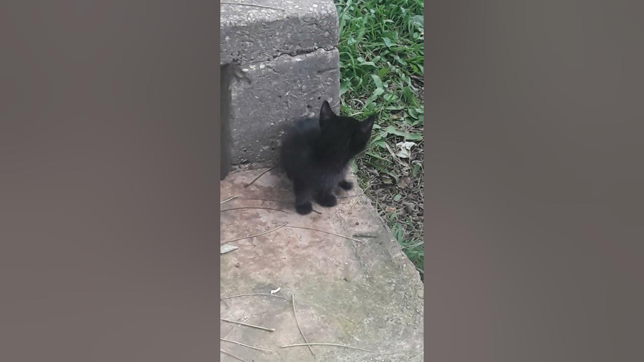 Чёрный котик - YouTube