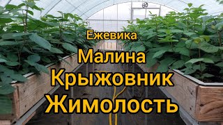 Обзор саженцев в теплицах