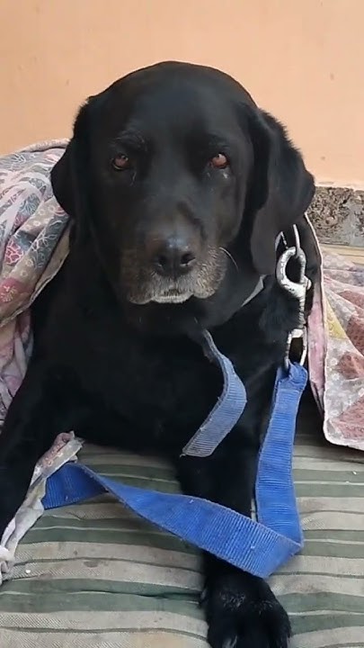 pura Din Sona lazy Labrador shorts YouTube pura-din-sona-lazy-labrador-shorts-youtube