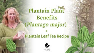 Plantain Plant Benefits Plantago major + Plantain Leaf Tea Recipe