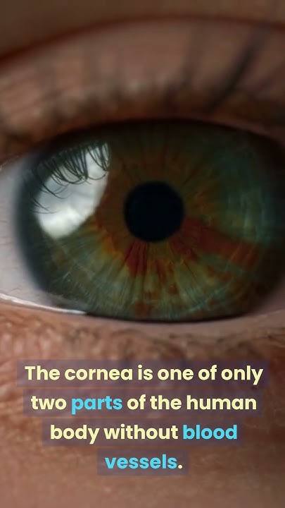 What Part Of Body Has No Blood Which part of our body has no blood vessels? - YouTube