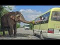 A huge elephant collects banana toll tax from the passengers traveling on this road 