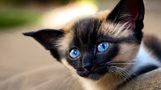 Siamese cats are affectionate, loyal, demanding and sociable! These are very smart and playful cats!