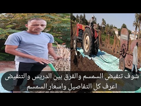 اسعار السمسم وتنفيض السمسم والفرق بين الدريس والتنفيض اعرف كل التفاصيل