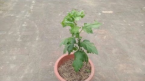 Chăm Sóc Chống Đổ Cho Cây Hoa Cúc Đối Mầu Dáng Tree Khi Cây Còn Nhỏ