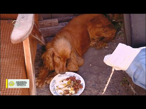 ინგლისური კოკერ სპანიელის მძიმე ისტორია ბედნიერი დასასრულით