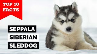 Seppala Siberian Sleddog  Top 10 Facts