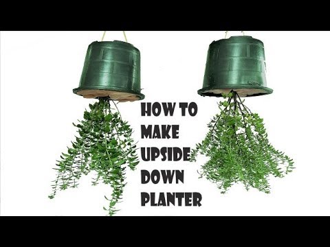 DIY Upside-Down Hanging Planter with Protein Powder Container
