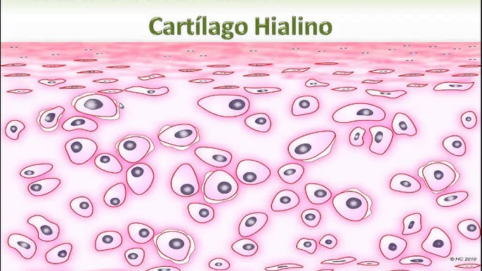 Cartilago Hialino