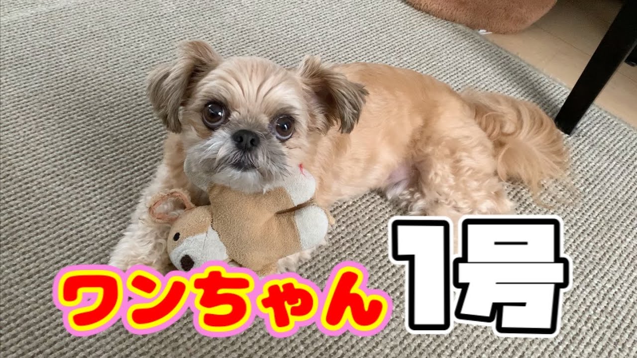 犬 遊び 愛犬が毎日遊ぶお気に入りのおもちゃ チワワ シーズー Youtube