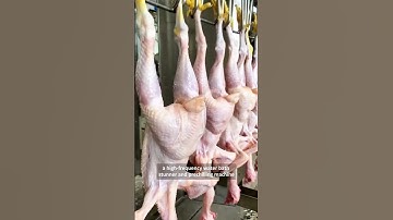 Maximize Efficiency with Eruis Mobile Compact Poultry Slaughter Line